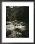 A Rushing River Through A Mountain Valley by Bill Curtsinger Limited Edition Print
