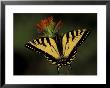 Tiger Swallowtail On Indian Paintbrush, Houghton Lake, Michigan, Usa by Claudia Adams Limited Edition Print