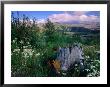 Wildflowers On The Coldwater Ridge Trail In Mt. St. Helens National Volcanic Monument, Usa by John Elk Iii Limited Edition Print