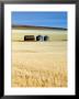 Grain Barn, Rosebud, Alberta, Canada by Walter Bibikow Limited Edition Print