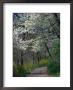 Path, Branch Brook Park, Newark, Nj by Barry Winiker Limited Edition Print