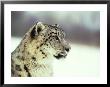 Snow Leopard, Himalayas, Afghanistan by Alan And Sandy Carey Limited Edition Print