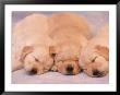 Sleeping Golden Labrador Retriever Puppies by Frank Siteman Limited Edition Print