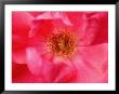 Close View Of Center Of A Peony Flower, Groton, Connecticut by Todd Gipstein Limited Edition Print