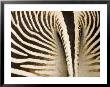 Closeup Of A Grevys Zebra's Rear End by Tim Laman Limited Edition Print