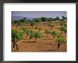 Landscape With Olive Trees, Majorca (Mallorca), Balearic Islands, Spain, Europe by John Miller Limited Edition Print