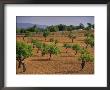 Landscape With Olive Trees, Majorca (Mallorca), Balearic Islands, Spain, Europe by John Miller Limited Edition Pricing Art Print