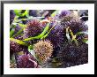Street Market Stall With Sea Urchins Oursin, Sanary, Var, Cote D'azur, France by Per Karlsson Limited Edition Print
