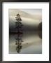 Scots Pine Tree Reflected In Lake At Dawn, Loch An Eilean, Scotland, Uk by Pete Cairns Limited Edition Print