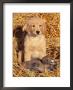 Golden Retriever Puppy With Decoy Duck, Usa by Lynn M. Stone Limited Edition Print
