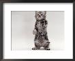 Domestic Cat, Kitten Standing On Rear Legs by Jane Burton Limited Edition Print