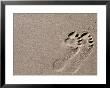 Footprints On Sand, Australia by Oliver Strewe Limited Edition Print