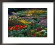 The Knot Garden, Stratford-Upon-Avon, United Kingdom by Juliet Coombe Limited Edition Print