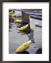 Mooring Buoys At The Center For Wooden Boats, Seattle, Washington, Usa by John & Lisa Merrill Limited Edition Print