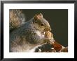 An Eastern Gray Squirrel Eats A Walnut by Chris Johns Limited Edition Pricing Art Print