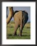 Rear View Of An African Elephant Scratching Himself Against A Tree Trunk by Beverly Joubert Limited Edition Print