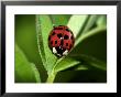 Nine Spotted Lady Bug Beetle by Larry F. Jernigan Limited Edition Pricing Art Print