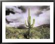A Saguaro Cactus Points Towards A Stormy Summer Sky by Annie Griffiths Belt Limited Edition Print