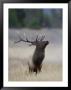 Elk Prancing, Yellowstone National Park, Wyoming, Usa by Rolf Nussbaumer Limited Edition Print