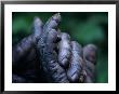 Male Chimpanzee Clasps His Foot, Gombe National Park, Tanzania by Kristin Mosher Limited Edition Print