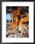 Bristlecone Pine Tree At White Mountain, California, Usa by Rob Blakers Limited Edition Print
