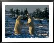 A Pair Of Polar Bears (Ursus Maritimus) Stand On Their Hind Legs Prepared To Wrestle One Another by Norbert Rosing Limited Edition Pricing Art Print