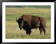 Bison (Bison Bison), Theodore Roosevelt National Park, North Dakota by James Hager Limited Edition Print