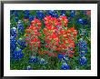 Blue Bonnets And Paint Brush In Texas Hill Country, Usa by Darrell Gulin Limited Edition Print