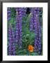 Lupine With Orange Poppy, Enumclaw, Washington, Usa by Jamie & Judy Wild Limited Edition Print