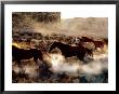 Quarter Horses In Motion, U.S.A. by Curtis Martin Limited Edition Print