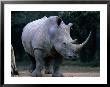 White Rhinoceros, Mkuzi Game Reserve, Mkuzi Game Reserve, Kwazulu-Natal, South Africa by Carol Polich Limited Edition Print