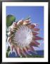 King Protea With Blue Sky, Maui, Hawaii, Usa by Darrell Gulin Limited Edition Pricing Art Print