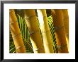 Bamboo Stems, Queensland Australia by David Wall Limited Edition Pricing Art Print