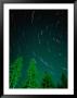 Star Trails And Pine Trees In Night Sky, Montana, Usa by Gareth Mccormack Limited Edition Print