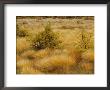 A Grassland View Of Cape Breton Highland National Park by Raymond Gehman Limited Edition Print