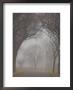 Autumn Fog In Assiniboine Park, Winnipeg, Manitoba by Keith Levit Limited Edition Pricing Art Print