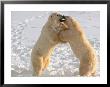 Polar Bears Sparring On Frozen Tundra Of Hudson Bay, Churchill, Manitoba by Dee Ann Pederson Limited Edition Print