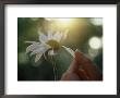 Person's Hand Pulling Petals Off Daisy by Jon Riley Limited Edition Print