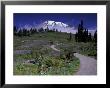 Mt. Rainier From Dead Horse Creek Trail, Mt. Rainier National Park, Washington, Usa by Jamie & Judy Wild Limited Edition Print