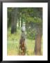 Great Gray Owl On Tree Stump, Yellowstone National Park by Norbert Rosing Limited Edition Print