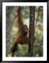 An Orangutan Climbs A Tree In An Orangutan Rehabilitation Center by Michael Nichols Limited Edition Pricing Art Print