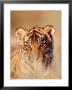 Bengal Tiger Cub, Panthera Tigris by Robert Franz Limited Edition Print