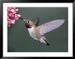 Male Broad Tail Hummingbird by Russell Burden Limited Edition Print