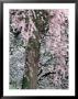 Cherry Blossoms And Red Cedar Tree Trunk, Washington, Usa by William Sutton Limited Edition Print