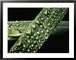 Early Morning Dew Covers Grass Leaves by Brian Gordon Green Limited Edition Print