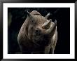 Black Rhinoceros (Rhino), An Endangered Species, Africa by James Gritz Limited Edition Pricing Art Print