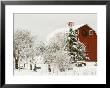 Red Barn In Fresh Snow, Whidbey Island, Washington, Usa by Trish Drury Limited Edition Print