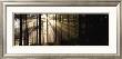 Sunlight Streaming Through Forest by Irving Underhill Limited Edition Print