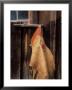 Chaps Hang On Wooden Ranch Outbuilding by Brent Bergherm Limited Edition Pricing Art Print