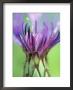 Centaurea Montana (Cornflower), Close-Up Of Blue Flower by Hemant Jariwala Limited Edition Print